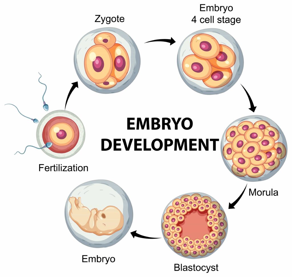Human embryonic development in human infographic